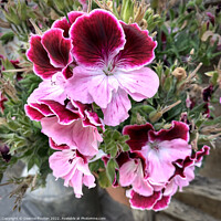 Buy canvas prints of Radiant Pelargonio Blossoms by Deanne Flouton