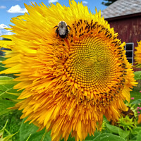 Buy canvas prints of Buzzing Sunflower Feast by Deanne Flouton