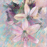 Buy canvas prints of Blushing Beauty Lilies by Deanne Flouton