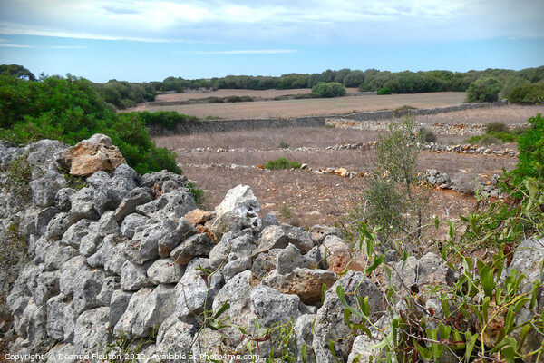 Picturesque  Field and Stone Wall Menorca Picture Board by Deanne Flouton