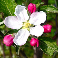Buy canvas prints of Delicate Beauty of Apple Blossom by Deanne Flouton
