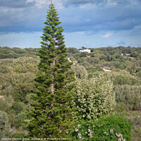 Buy canvas prints of Towering Evergreen Norfolk Pine by Deanne Flouton