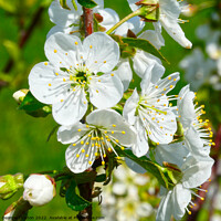Buy canvas prints of Delicate Beauty of Sour Cherry Blossoms by Deanne Flouton