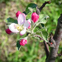 Buy canvas prints of The Beauty of Apple Blossom by Deanne Flouton