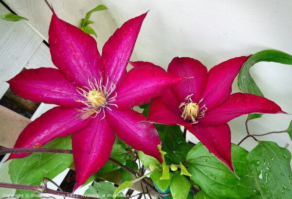 Radiant Ruby Clematis Blossom Picture Board by Deanne Flouton