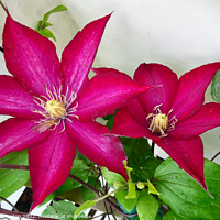 Buy canvas prints of Radiant Ruby Clematis Blossom by Deanne Flouton