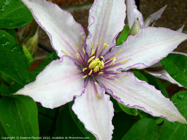 Delicate Purple Fringed Clematis Bloom Picture Board by Deanne Flouton