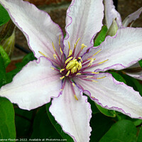 Buy canvas prints of Delicate Purple Fringed Clematis Bloom by Deanne Flouton