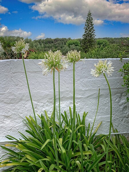 Stunning Agapanthus Blooms Picture Board by Deanne Flouton