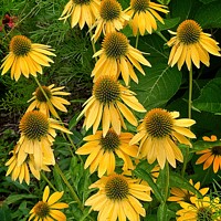 Buy canvas prints of  Golden Coneflower Beauty by Deanne Flouton