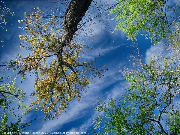  Trees Reach for the Sky Picture Board by Deanne Flouton