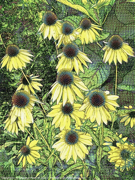 Surreal Golden Coneflowers Picture Board by Deanne Flouton