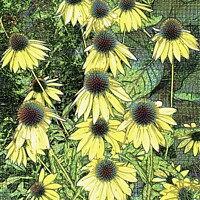 Buy canvas prints of Surreal Golden Coneflowers by Deanne Flouton
