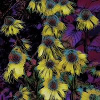 Buy canvas prints of Surreal Yellow Coneflowers by Deanne Flouton