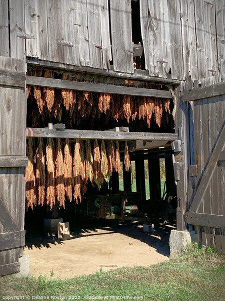Organic Tobacco Curing Picture Board by Deanne Flouton