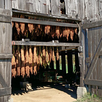 Buy canvas prints of Organic Tobacco Curing by Deanne Flouton