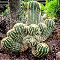 Buy canvas prints of Rugged Beauty in a Cactus Clan by Deanne Flouton