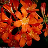 Buy canvas prints of Vivid Orange Beauty by Deanne Flouton