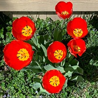 Buy canvas prints of Vibrant Scarlet Tulips Blooming by Deanne Flouton