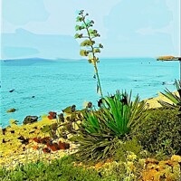 Buy canvas prints of Aloe Plant on Santo Tomas Shore in Menorca by Deanne Flouton