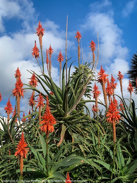 Scarlet Aloe Blooms Picture Board by Deanne Flouton
