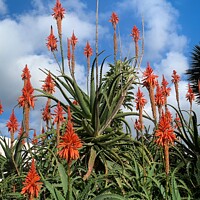 Buy canvas prints of Scarlet Aloe Blooms by Deanne Flouton