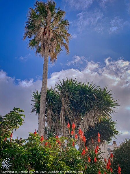 Tall Palm in Es Migjorn Menorca Garden Picture Board by Deanne Flouton