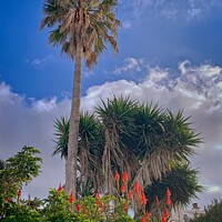 Buy canvas prints of Tall Palm in Es Migjorn Menorca Garden by Deanne Flouton