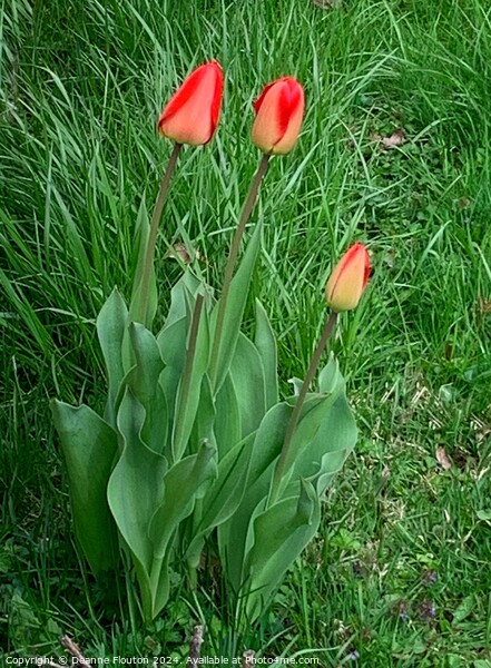 Three Scarlet Tulips Picture Board by Deanne Flouton