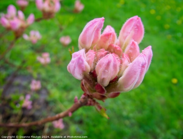 Swamp Pink Bud Picture Board by Deanne Flouton