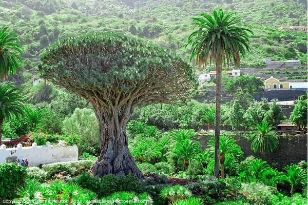 Majestic Drago Tree of Tenerife Picture Board by Deanne Flouton