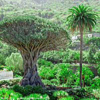 Buy canvas prints of Majestic Drago Tree of Tenerife by Deanne Flouton