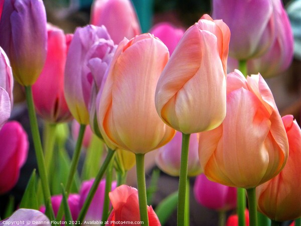 Pastel Tulip Bouquet Picture Board by Deanne Flouton