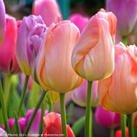 Buy canvas prints of Pastel Tulip Bouquet by Deanne Flouton