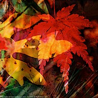 Buy canvas prints of Autumns Fiery Canvas by Deanne Flouton