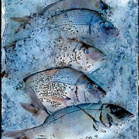 Buy canvas prints of Fresh Catch on Ice by Deanne Flouton