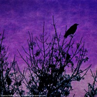 Buy canvas prints of  Raven Surveying Purple Sky by Deanne Flouton