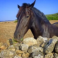 Buy canvas prints of Regal Menorcan Horse Grazing by Deanne Flouton