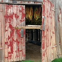 Buy canvas prints of Rustic Charm Tobacco Barns Secret by Deanne Flouton