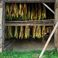 Buy canvas prints of The Golden Tobacco Harvest by Deanne Flouton