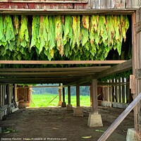 Buy canvas prints of The Essence of Tobacco Farming by Deanne Flouton