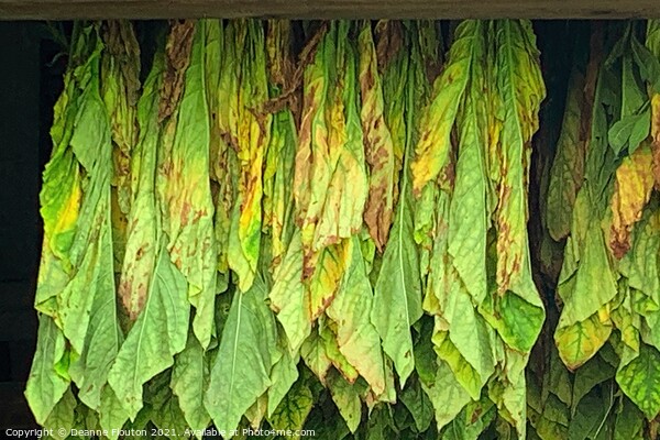 Tobacco Curing in Massachusetts Barn Picture Board by Deanne Flouton