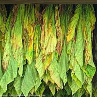 Buy canvas prints of Tobacco Curing in Massachusetts Barn by Deanne Flouton