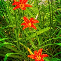 Buy canvas prints of Fiery River Lilies by Deanne Flouton