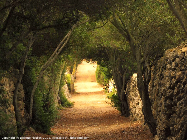  Enchanting Tree Arches of Es Migjorn Menorca Picture Board by Deanne Flouton