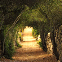 Buy canvas prints of  Enchanting Tree Arches of Es Migjorn Menorca by Deanne Flouton