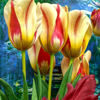 Buy canvas prints of Radiant Tulip Symphony by Deanne Flouton