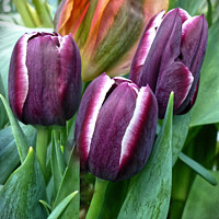 Buy canvas prints of  Trio of Tulips by Deanne Flouton