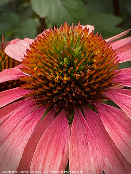 Regal Red Coneflower Picture Board by Deanne Flouton