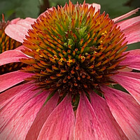 Buy canvas prints of Regal Red Coneflower by Deanne Flouton